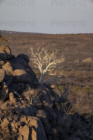 Leafless trees growing on a rocky barren hill, tree with white bark, Hobatere Concession, Namibia,