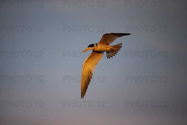 Large-billed Tern (Phaetusa simplex) Pantanal Brazil
