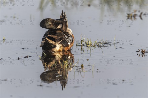 Northern shoveler (Spatula clypeata) preening itself, Lower Saxony, Germany, Europe