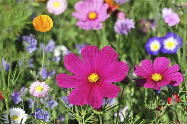 Mexican aster (Cosmea bipinnata), Schwaebisch Gmuend, Baden-Wuerttemberg, Germany, Europe,