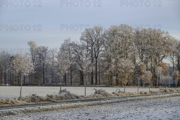 A winter landscape with frozen field, trees and road under a cloudy sky, Frosty winter time in the