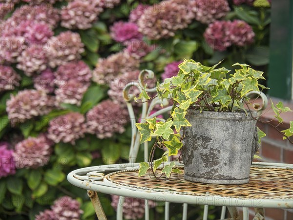 Close-up of a plant pot with ivy on a decorated garden table in front of blooming hydrangeas,