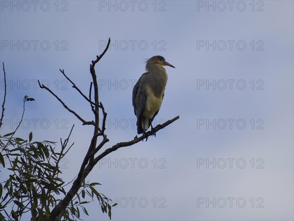A whistling heron (Syrigma sibilatrix) on a tree, Buenos Aires, Argentina, South America