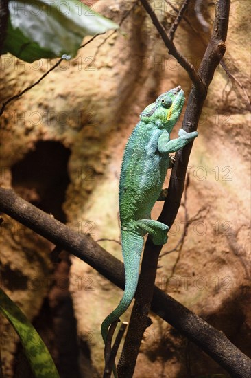 Close-up of a panther chameleon (Furcifer pardalis) in a terrarium