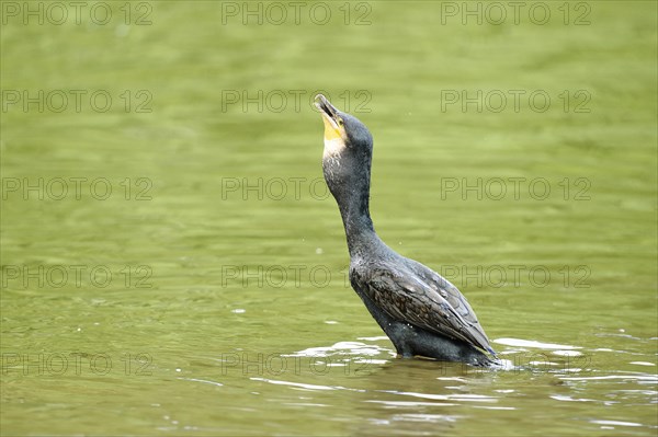 Close-up of a great cormorant (Phalacrocorax carbo) on a little lake in summer