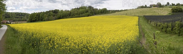 Rape field in bloom, near Riegersburg, Styria, Austria, Europe