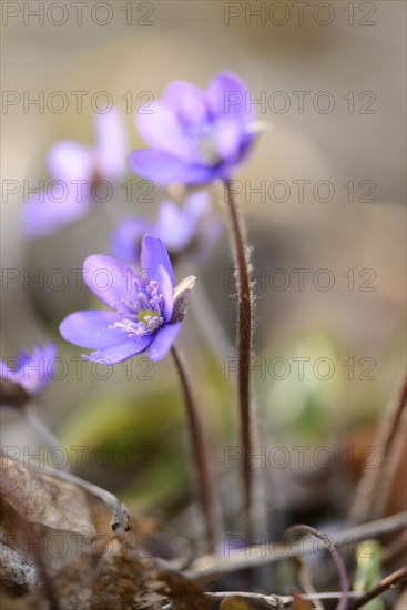 Close-up of a Common Hepatica (Anemone hepatica) blossoms in a forest on a sunny evening in spring