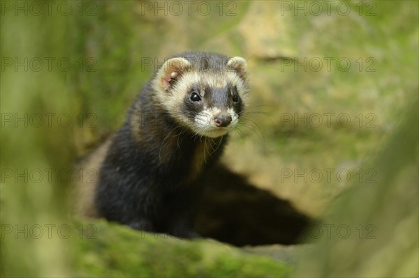 Ferret (Mustela putorius) stands on a rock, captive