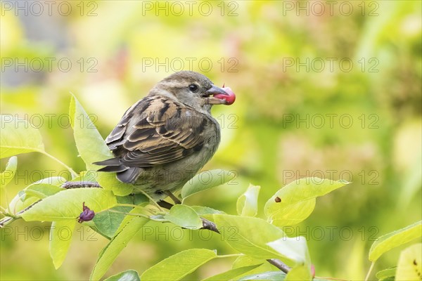A house sparrow (Passer domesticus) with a fruit of the snowy mespilus (Amelanchier ovalis) in its