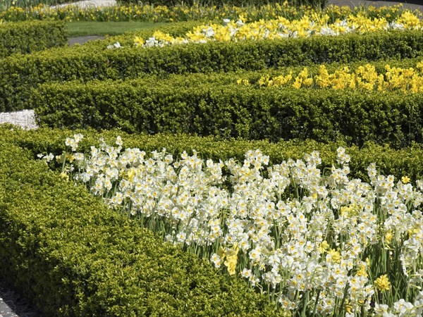 Landscaped flower beds with yellow and white Poet's Daffodils, surrounded by well-tended hedges,