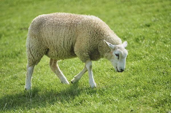 Domestic sheep (Ovis aries) Merino on the Beach, North Sea, East Frisia, Lower Saxony, Germany,