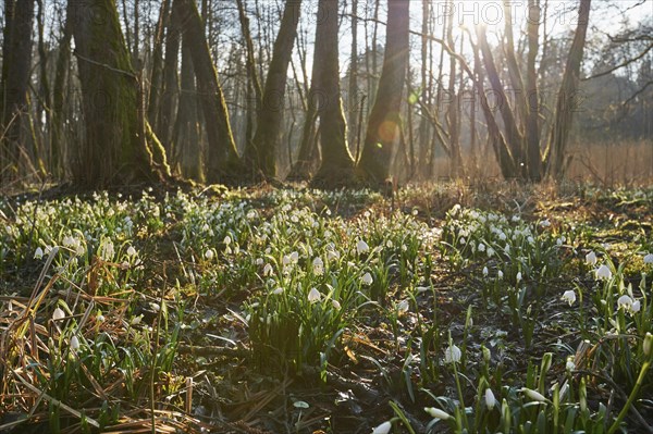Field of spring snowflakes (Leucojum vernum) blooming in spring, Bavaria, Germany, Europe