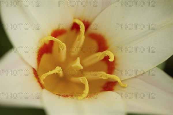 Close-up of a Turkestan tulip (Tulipa turkestanica) blossom in a garden in spring, Bavaria,