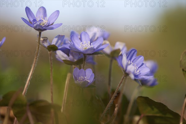 Common hepatica (Anemone hepatica) Blossoms in a forest, Bavaria, Germany, Europe