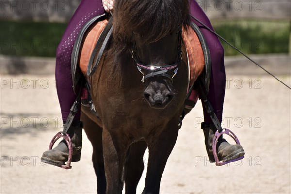Close-up of rider's leg and stirrup during training of an Icelandic horse equipped with saddle, bit
