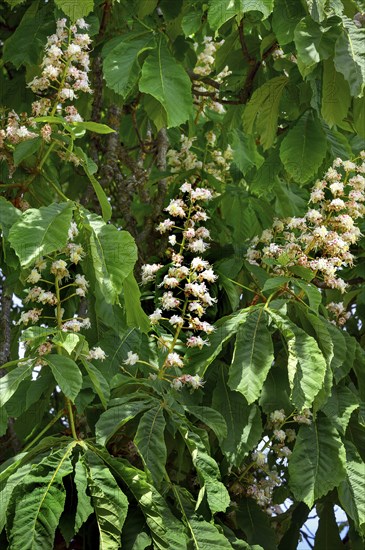 Spring, blossoms of the common horse-chestnut (Aesculus hippocastanum), Allgaeu, Bavaria, Germany,