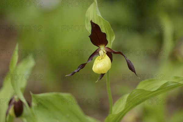 Close-up of lady's-slipper orchid (Cypripedium calceolus) blossoms in a forest in spring, Upper
