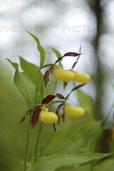 Close-up of lady's-slipper orchid (Cypripedium calceolus) blossoms in a forest in spring, Upper
