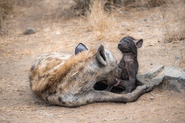 Spotted hyenas (Crocuta crocuta), adult female licking young, lying down, suckling her young,