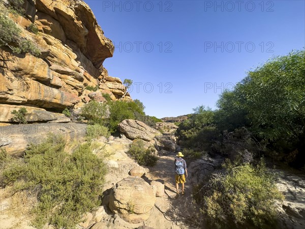 Hikers on the Sevilla Art Rock Trail, dry landscape with red and yellow rocks, Cederberg Mountains,