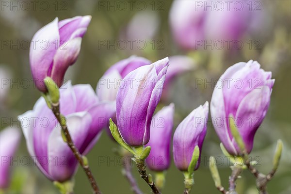 Mulan magnolia (Magnolia liliiflora)