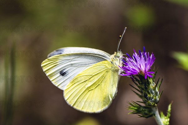 Large White, Pieris brassicae, butterfly on pink flower