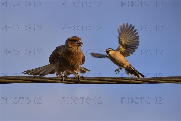 Chimango caracara (Daptrius chimango, also Milvago chimango), being harassed by a Campos