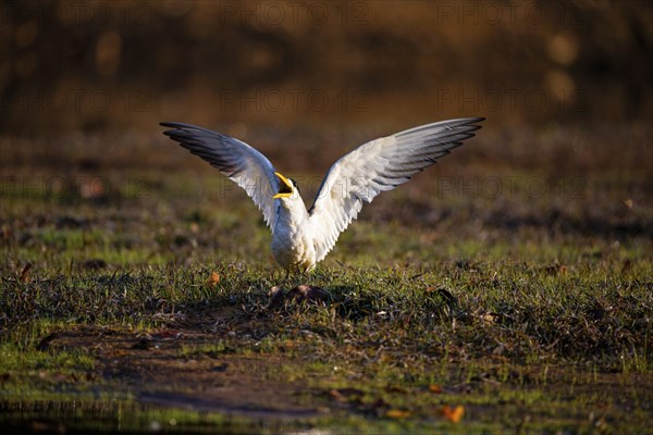 Large-billed Tern (Phaetusa simplex) Pantanal Brazil