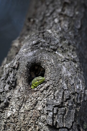 Sand lizard (Lacerta agilis) looking out of a knothole, Dalmatia, Croatia, Europe