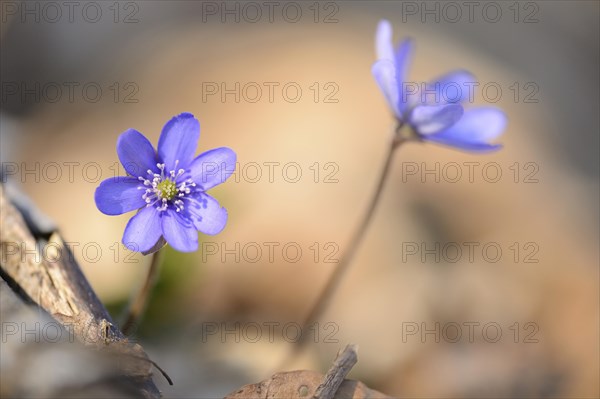 Close-up of a Common Hepatica (Anemone hepatica) blossoms in a forest on a sunny evening in spring