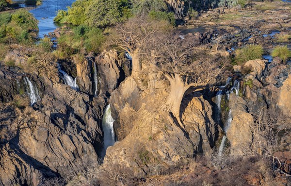 Kunene River, waterfall and African Baobab (Adansonia digitata), in the evening light, Epupa Falls,