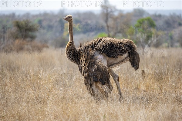 Common ostrich (Struthio camelus), adult female, in dry grass, Kruger National Park, South Africa,