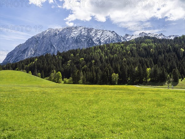 Meadow at the edge of the forest, behind the Grimming, Salzkammergut cycle path, near Bad