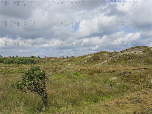 Hilly, grassy landscape with a small tree under a cloudy sky, Baltrum Germany
