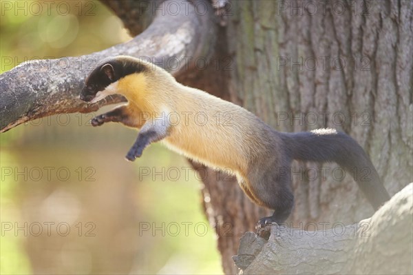 Close-up of a yellow-throated marten (Martes flavigula) in autumn