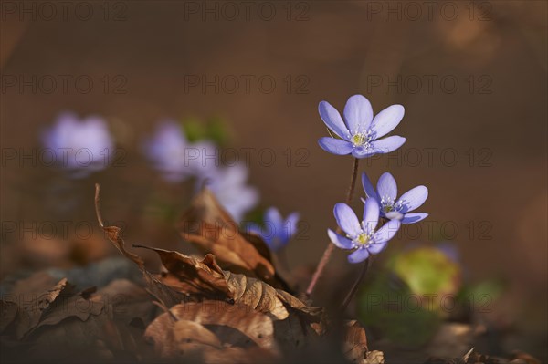 Common hepatica (Anemone hepatica) Blossoms in a forest, Bavaria, Germany, Europe