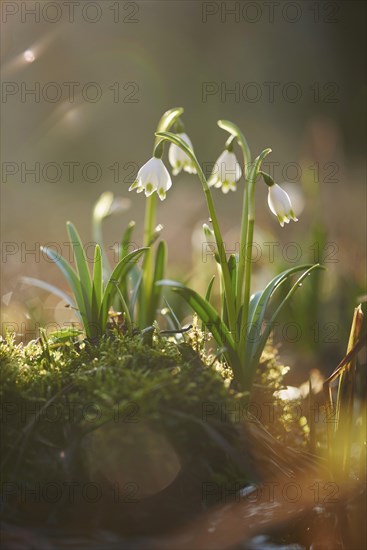 Close-up of spring snowflake (Leucojum vernum) blooming in spring, Bavaria, Germany, Europe