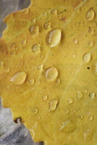 Waterdrops on a common aspen (Populus tremula) leaf in late summer, Bavaria, Germany, Europe