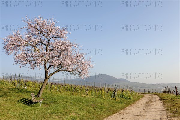 Blossoming almond tree, almond tree blossom, Birkweiler, German or Southern Wine Route, Southern
