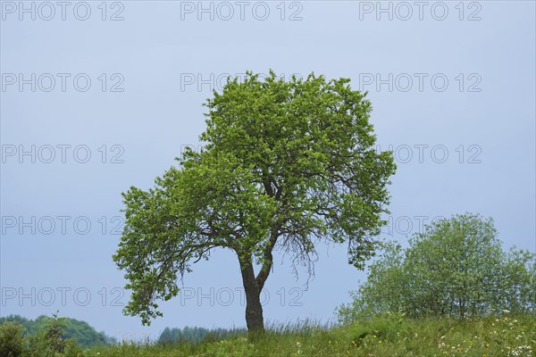 Landscape of a zwetschge (Prunus domestica subsp. domestica) tree in early summer, Bavaria,