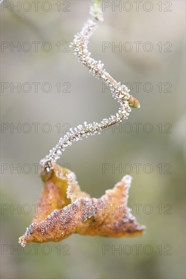 Close-up of a common hazel (Corylus avellana) leaf in winter
