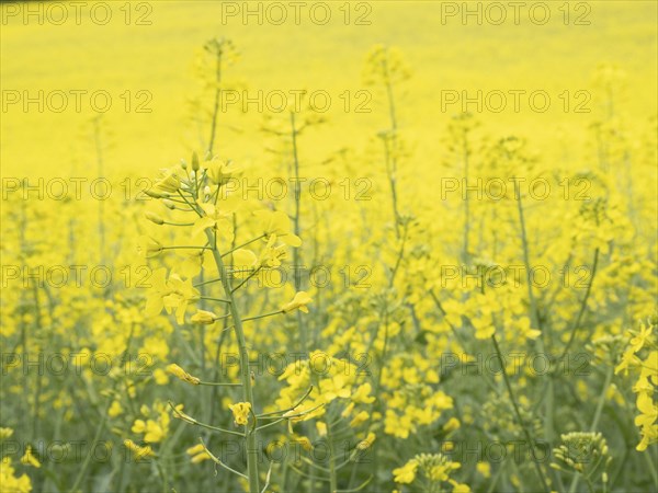 Rape in bloom in a rape field, near Riegersburg, Styria, Austria, Europe