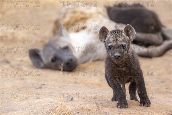 Spotted hyenas (Crocuta crocuta), adult female and male young, lying down, suckling their young,
