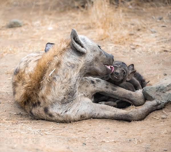 Spotted hyenas (Crocuta crocuta), adult female licking young, lying down, suckling her young,