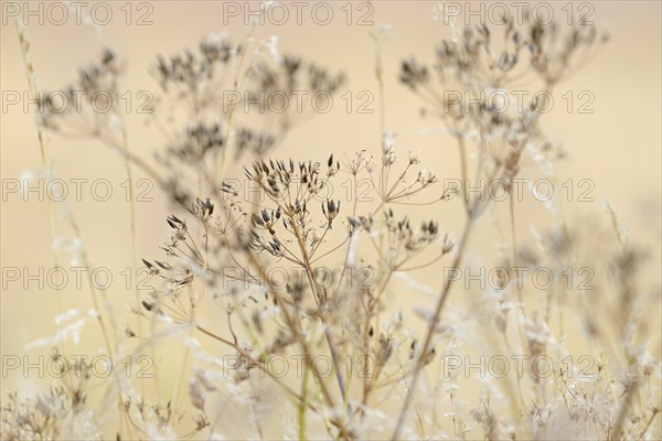 Umbelliferae, umbellifer (Apiaceae) with fruit clusters, North Rhine-Westphalia, Germany, Europe
