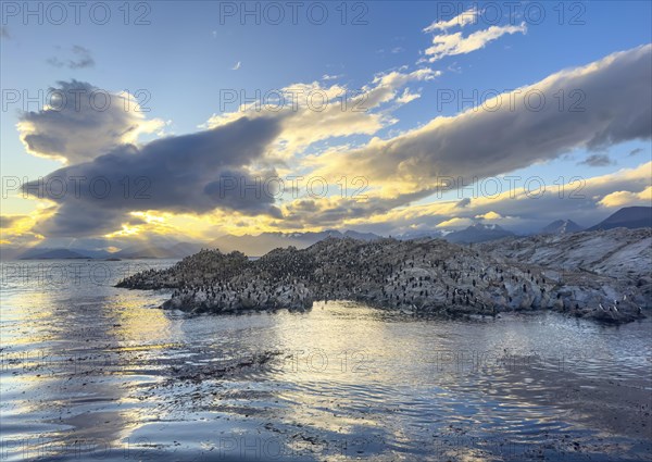 Rocky island with bird colony, imperial shag (Phalacrocorax atriceps) at sunset, dramatic clouds,