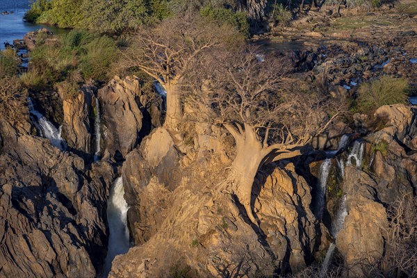 Kunene River, waterfall and African Baobab (Adansonia digitata), in the evening light, Epupa Falls,