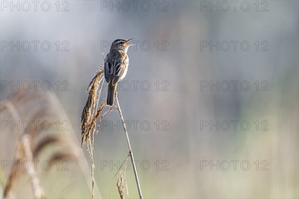 Sedge warbler (Acrocephalus schoenobaenus), Lower Saxony, Germany, Europe