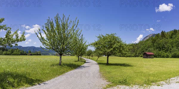 Spring, Loretto meadows, near Oberstdorf, Oberallgaeu, Allgaeu, Bavaria, Germany, Europe