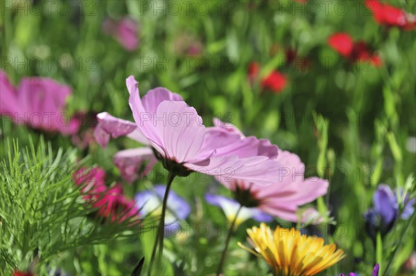 Cosmea bipinnata, Schwaebisch Gmuend, Baden-Wuerttemberg, Germany, Europe, Pink flowers in the